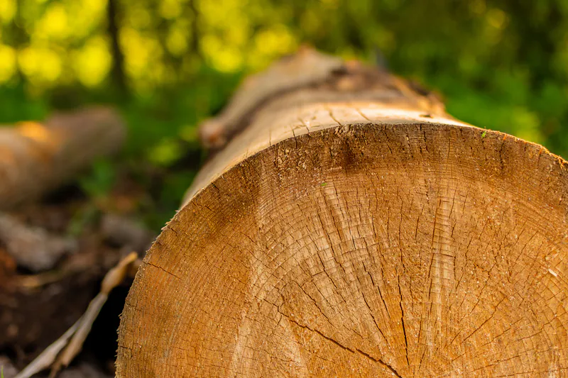 laubholz-massivholz-stamm-holz-disselnmeyer-b972fd7a Nahaufnahme eines frisch gefällten Laubholz-Stammes im Wald als hochwertiges Massivholz für die Holzverarbeitung.